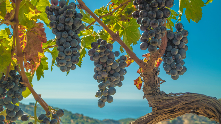 Sipping Calabria: uncork the best red and white wines of this region